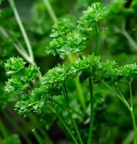 Curly Parsley – Image 2