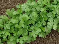 Cilantro – Image 2