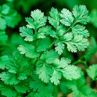 Cilantro – Image 1