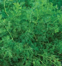 Dill – Image 2