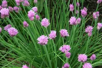 Chives – Image 2