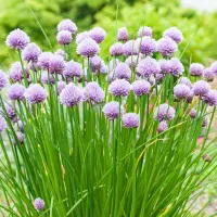 Chives – Image 1