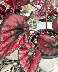Begonia Red Kiss – Image 1