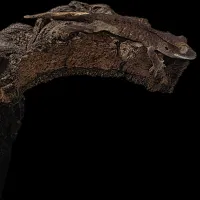 Crested Gecko - Baby - Harlequin – Image 2