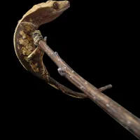Crested Gecko - Adult Female - High Contrast Tri Color- RTB – Image 1