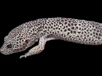 Leopard Gecko - Adult - Normal – Image 1