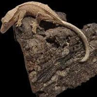 Crested Gecko - Adult - Buckskin Porthole – Image 2