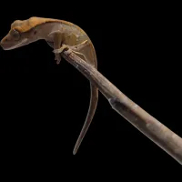 Crested Gecko - Baby - Dalmatian Flame – Image 2