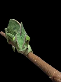 Veiled Chameleon - Subadult - Female 2 – Image 2