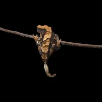 Crested Gecko - Juvenile - Harlequin Orange Tricolor – Image 3
