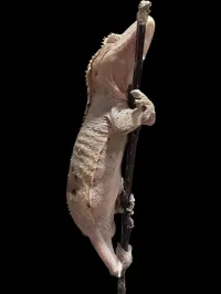 Crested Gecko - Adult - Dalmatian – Image 3