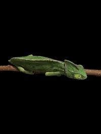 Veiled Chameleon - Subadult - Female 2 – Image 3