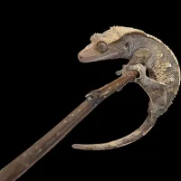Crested Gecko - Adult - Harlequin – Image 1