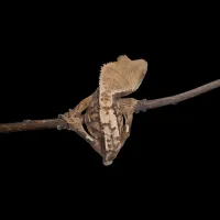 Crested Gecko - Juvenile - Harlequin – Image 2