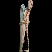 Bearded Dragon - Baby - Fancy – Image 1