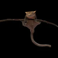 Crested Gecko - Adult - High Expression Yellow – Image 3
