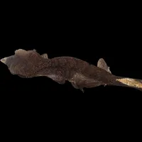 Crested Gecko - Baby - Harlequin – Image 1