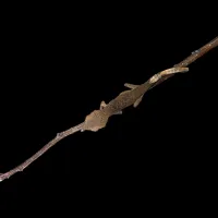 Crested Gecko - Juvenile - Harlequin Dalmatian – Image 2