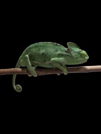 Veiled Chameleon - Subadult - Female 2 – Image 1