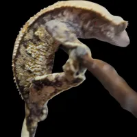 Crested Gecko - Adult - Tricolor Tiger Back Male – Image 3
