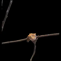 Crested Gecko - Juvenile - Harlequin Orange Tricolor – Image 1