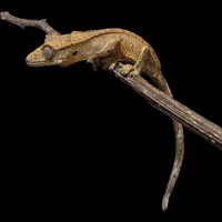 Crested Gecko - Baby - Tiger Back Buckskin/Yellow – Image 3
