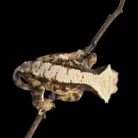 Crested Gecko - Adult Male - Harlequin Tricolor – Image 1