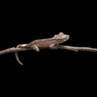 Crested Gecko - Baby - Tiger Back Dalmatian – Image 2