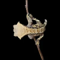 Crested Gecko - Adult - Tricolor Tiger Back Male – Image 1