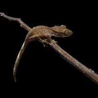 Crested Gecko - Juvenile - Harlequin Dalmatian – Image 1