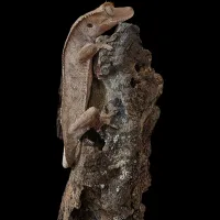 Crested Gecko - Baby - Red Phantom – Image 2