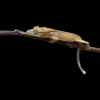 Crested Gecko - Baby - Tiger Back Buckskin/Yellow – Image 1