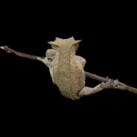 Crested Gecko - Adult - Olive Male – Image 2