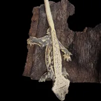 Crested Gecko - Adult Male - High Contrast – Image 1