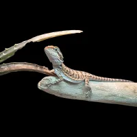 Bearded Dragon - Baby - Fancy – Image 2