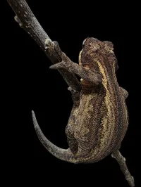 Gargoyle Gecko - Adult - Dark Base – Image 3