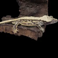 Crested Gecko - Adult Male - High Contrast – Image 2