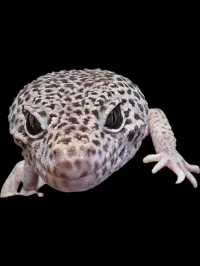 Leopard Gecko - Adult - Normal – Image 2