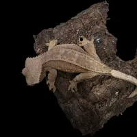Crested Gecko - Adult - Buckskin Porthole – Image 1