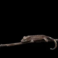 Crested Gecko - Baby - Tiger Back Dalmatian – Image 3