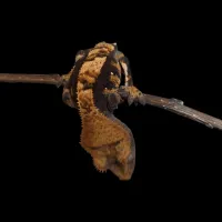 Crested Gecko - Juvenile - Harlequin Orange Tricolor – Image 2