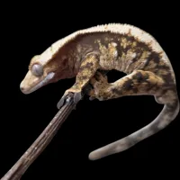 Crested Gecko - Adult Male - Harlequin Tricolor – Image 2