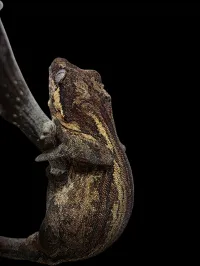 Gargoyle Gecko - Adult - Dark Base – Image 2