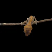Crested Gecko - Baby - Dalmatian Flame – Image 1