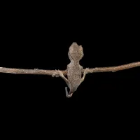 Crested Gecko - Baby - Patternless Dalmatian – Image 1