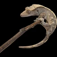 Crested Gecko - Adult - Harlequin – Image 2