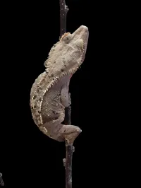 Crested Gecko - Adult - Dalmatian – Image 2