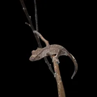 Crested Gecko - Baby - Patternless Dalmatian – Image 2