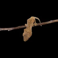 Crested Gecko - Baby - Tiger Back Buckskin/Yellow – Image 2