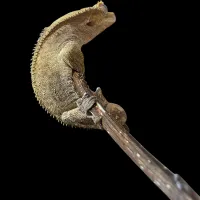 Crested Gecko - Adult - Olive Male – Image 1